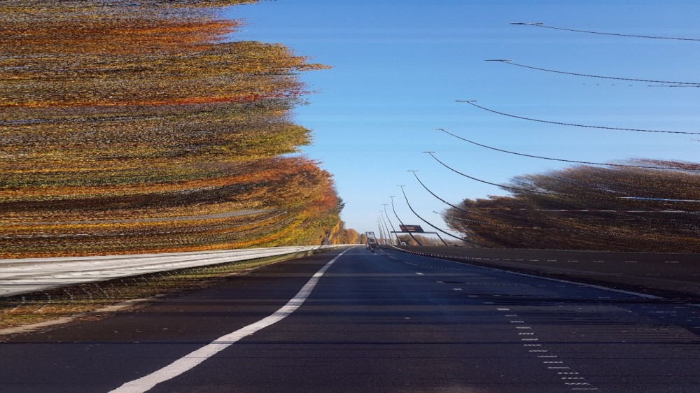 liquidambar | photographie numérique